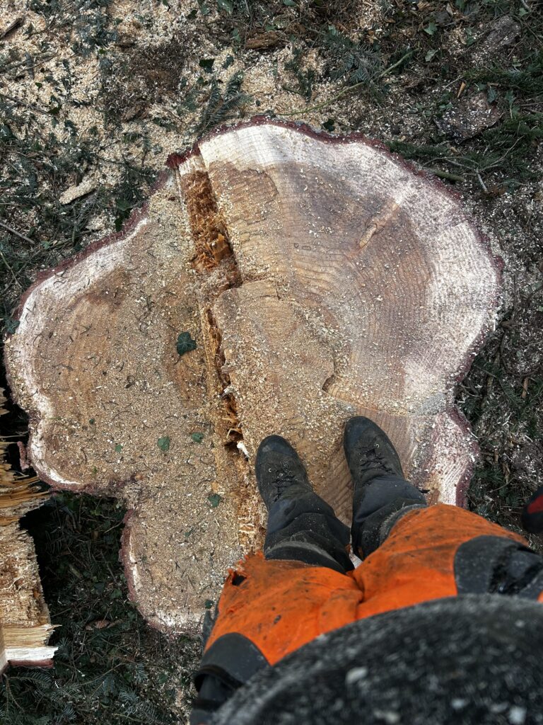 baum fällen hessen