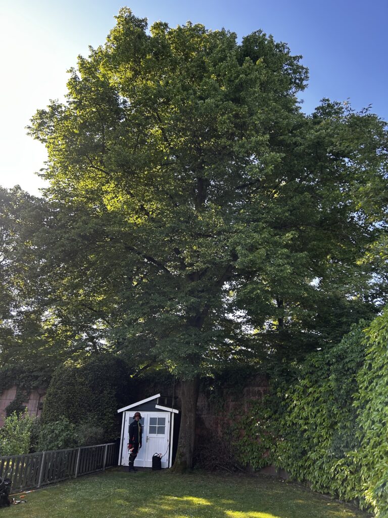 Baumpflege Hessen - Leu Baumtechnik